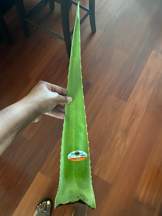 Organic Aloe Vera Treatment